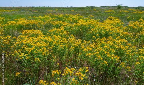 Foto Hypericum perforatum - extensive thickets of medicinal plants on the island of B