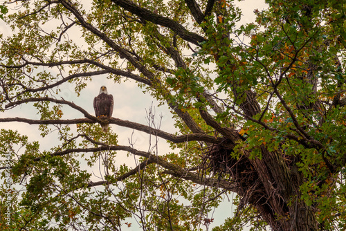 Bald Eagle Perched On A Branch Near Her Nest In Fall In Wisconsin photo