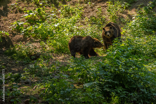 Couple of brown bears are looking for food. Close up two big brown bears in the forest. Dangerous animals in natural habitat. 