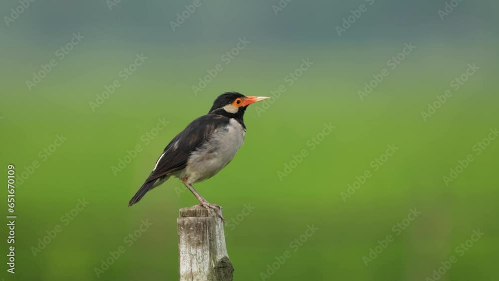 An Indian Pied Myna perched gracefully amidst the lush greenery of a paddy field. Listen to its melodic chirps as it embodies the serene beauty of rural avian life An Indian Pied Myna perched gracefully amidst the lush greenery of a paddy field. Listen to its melodic chirps as it embodies the serene beauty of rural avian life