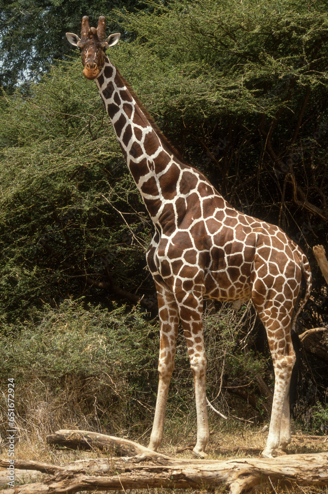 Girafe réticulée, Giraffa camelopardalis reticulata, Parc national de Samburu, Kenya Girafe réticulée, Giraffa camelopardalis reticulata, Parc national de Samburu, Kenya