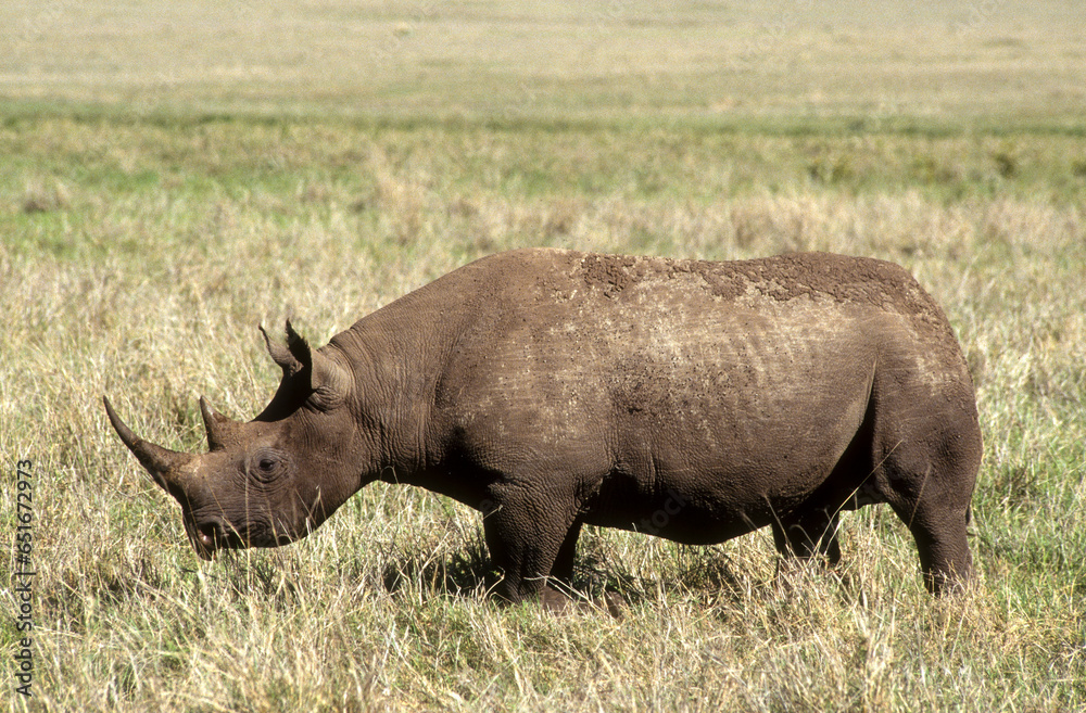 Rhinocéros noir, Diceros bicornis, Parc national du N Gorongoro crater, Tanzanie Rhinocéros noir, Diceros bicornis, Parc national du N Gorongoro crater, Tanzanie
