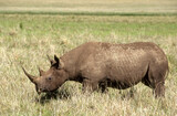Rhinocéros noir, Diceros bicornis, Parc national du N Gorongoro crater, Tanzanie