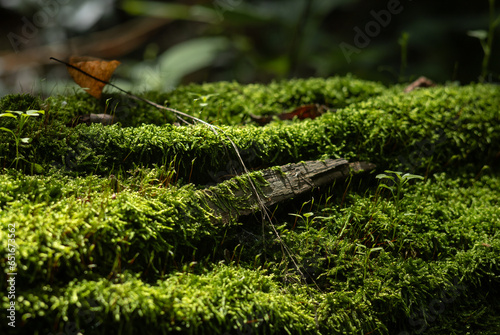 Zbliżenie na zielony mech w lesie. © Magdalena