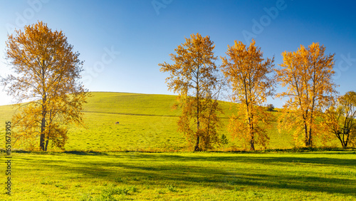 Autumn sunny rural landscape with a row of colored trees. The Turiec region of Slovakia, Europe.