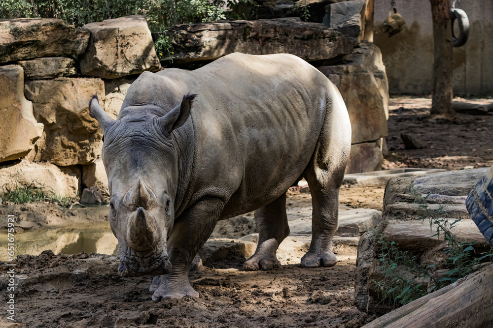 Fototapeta premium witte neushoorn
