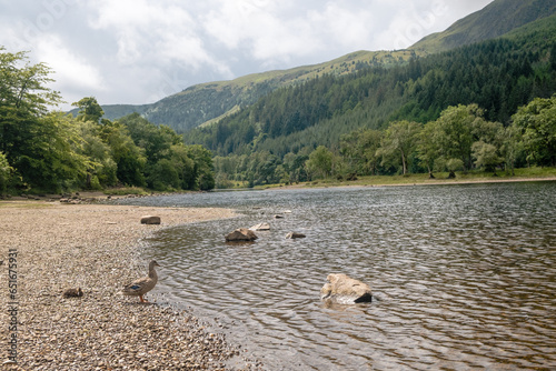 Scenery with a duck and its chick at Loch Lubnaig, Callander, Scotland photo