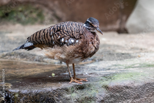 Mooie bruine vogel iin de zoo photo