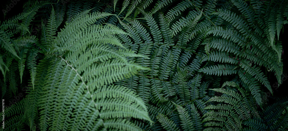 Fototapeta Natural green dark background. Details of fern leaves. Horizontal image