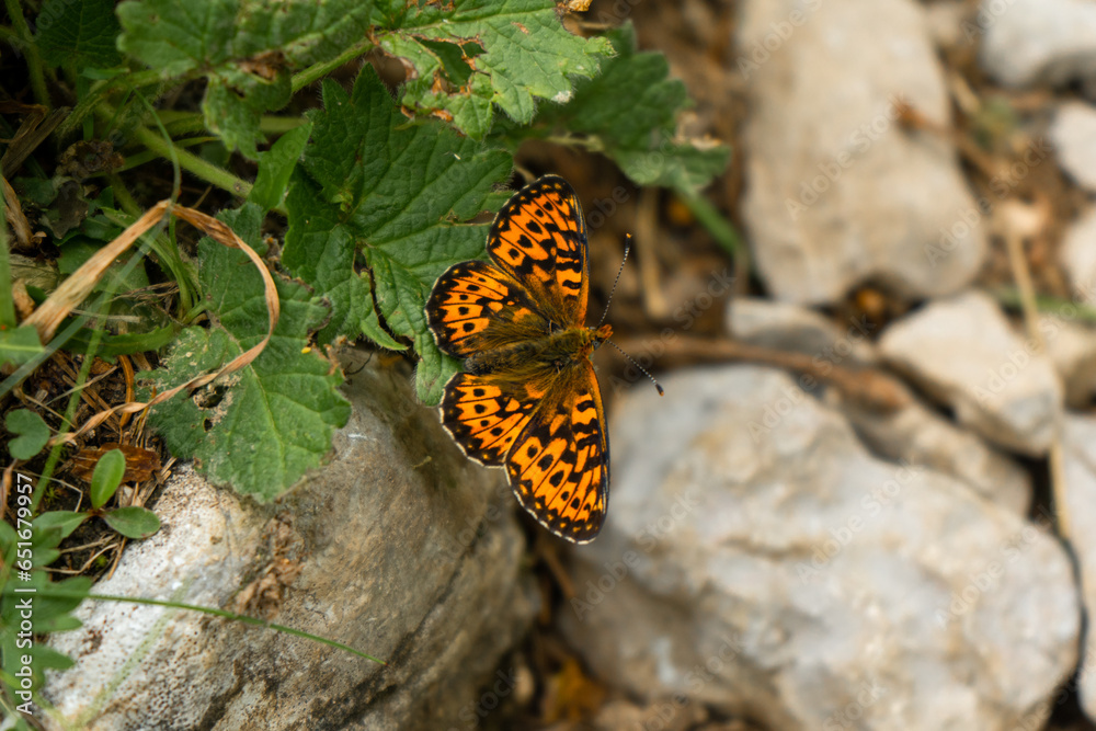 Boloria titania butterfly in a mountain pasture