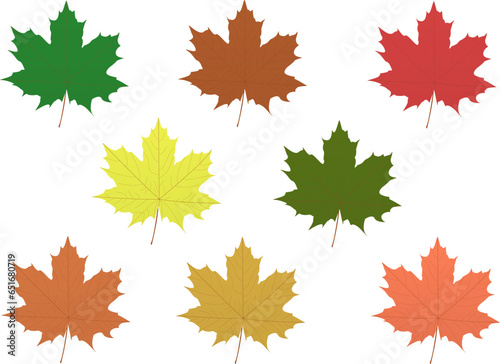Multicolored autumn maple leaves, fall. Vector drawing, elements. Transparent background. Vector color drawing
