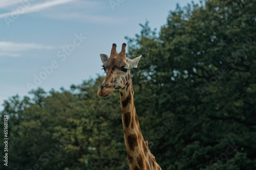 Close up photograph of a Giraffe