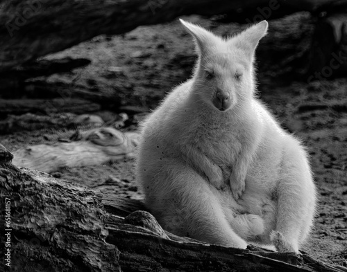 Close up black and white photograph of an Albino Wallaby relaxing