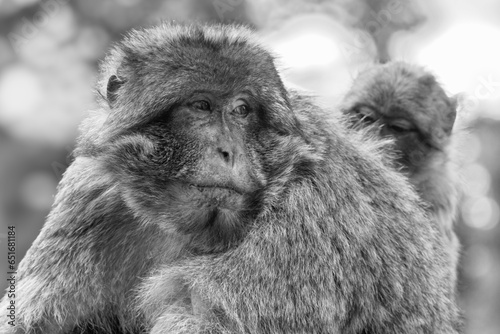 Photograph of a Barbary Macaque in black and white