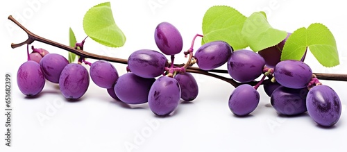 Purple fruit from the holboellia latifolia Wall or akebi AKEBIA QUINATA