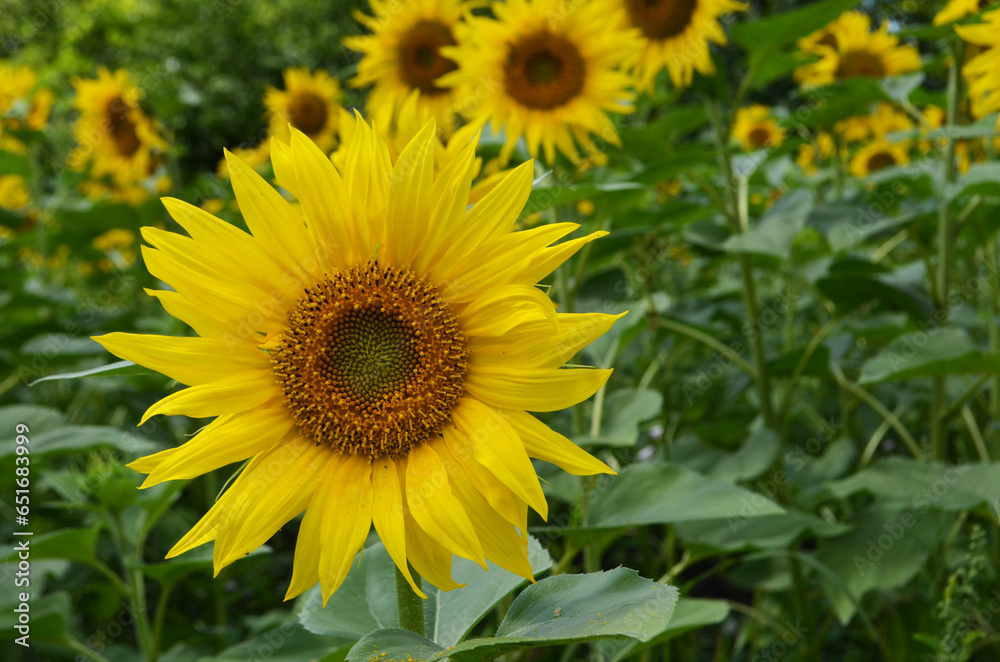 field of sunflowers