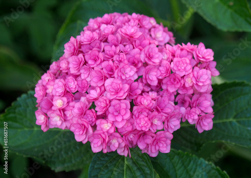 Blooming pink double hydrangea against a background of leaves
