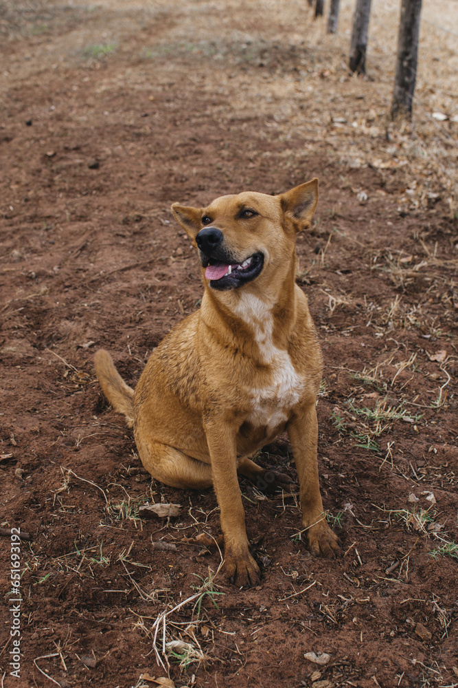 happy dog on the farm happy dog on the farm