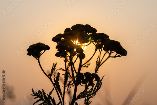 Yarrow silhouetted in the early morning sun