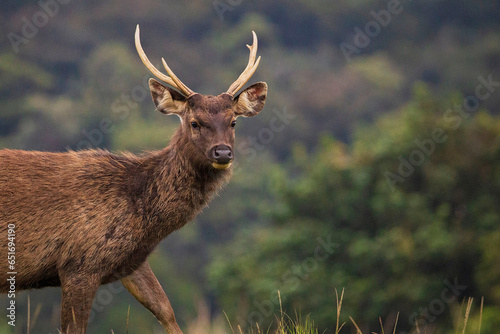 Sambar Deer in the Horton Plains National Park , Sri Lanka