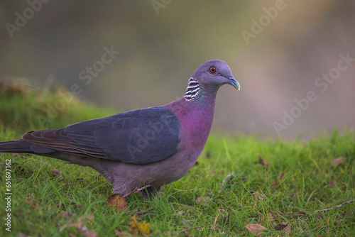pigeon on the grass © Isuru