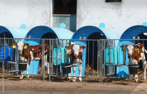 Calf isolation, against contagious diseases              