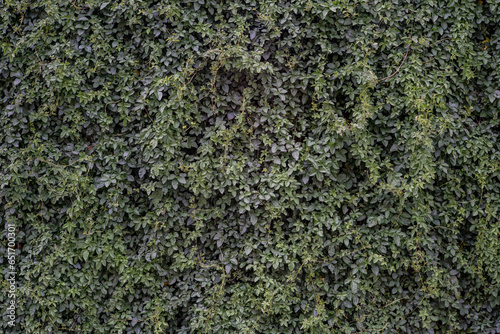 Pared plantas