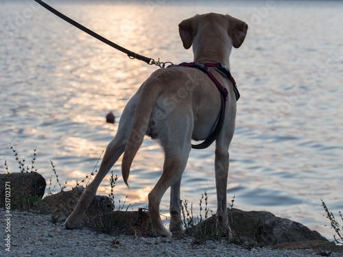 Picture of a yellow Labrador Retriever standing with the back to the camera in Toscany a lake in the background at sunset