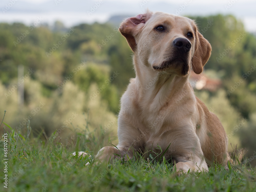 Portrait of a lying yellow Labrador Retriever in Toscany with pine and olive trees and a lake in the background