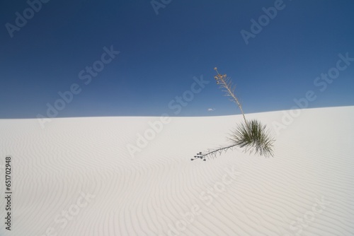 Plant life surviving in White Sands New Mexico