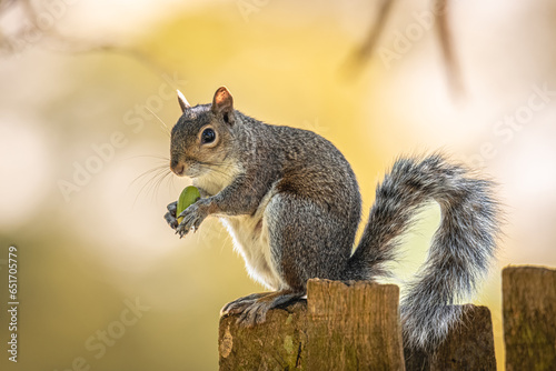 A gray squirrel eating a nut  © Z Fiedler