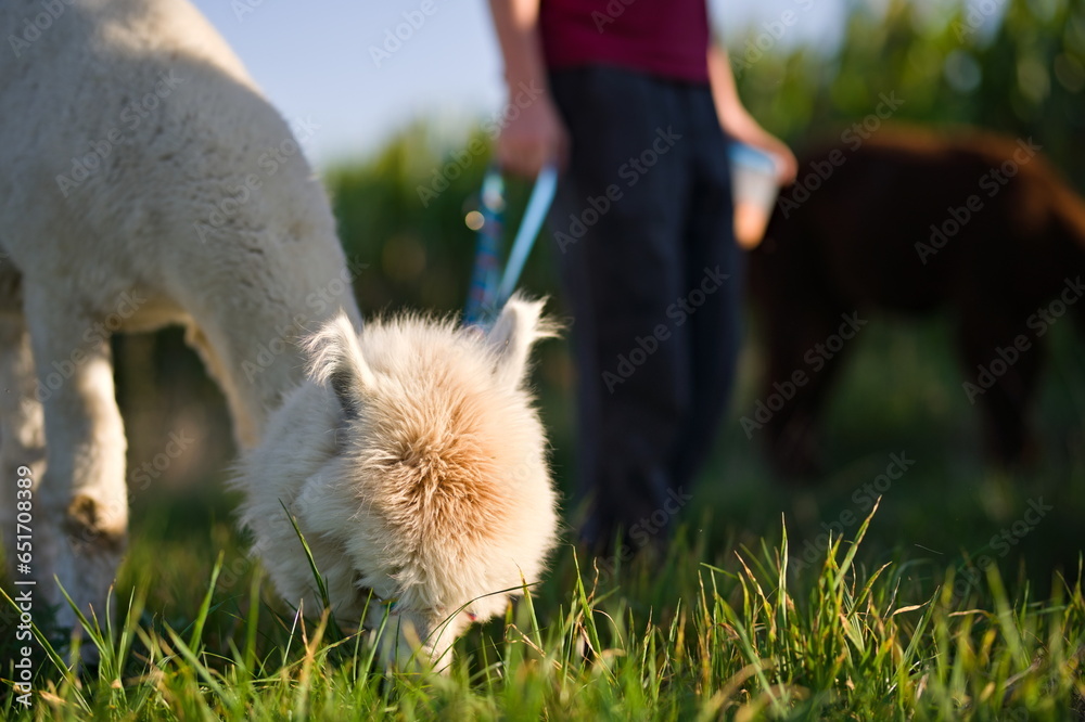 Biała alpaka jedząca trawę, w tle sylwetka osoby i brązowej alpaki, słoneczny letni dzień - obrazy, fototapety, plakaty 