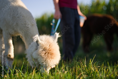Biała alpaka jedząca trawę, w tle sylwetka osoby i brązowej alpaki, słoneczny letni dzień