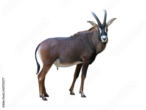  sable antelope isolated on white background photo