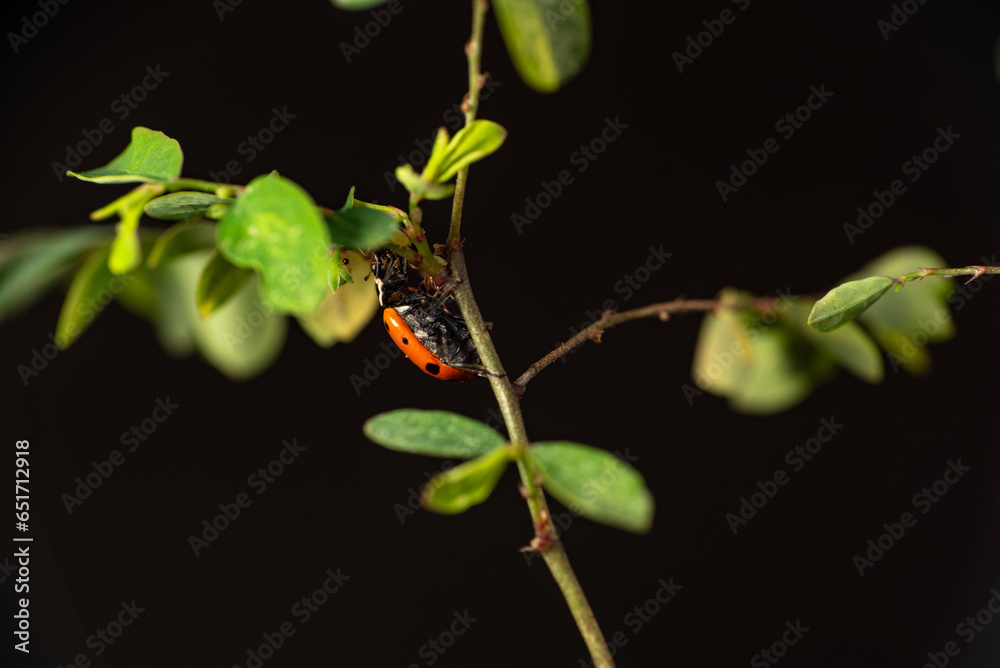Ladybug, beautiful ladybug strolling in a garden seen through a macro lens, selective focus. Ladybug, beautiful ladybug strolling in a garden seen through a macro lens, selective focus.