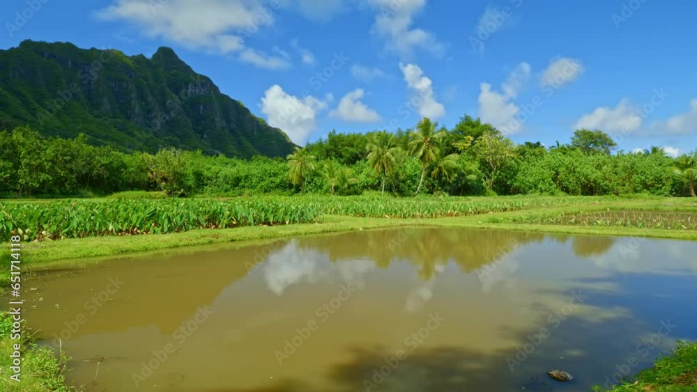 Taro pond in Oahu Hawaii on cloudy blue skies day Taro pond in Oahu Hawaii on cloudy blue skies day