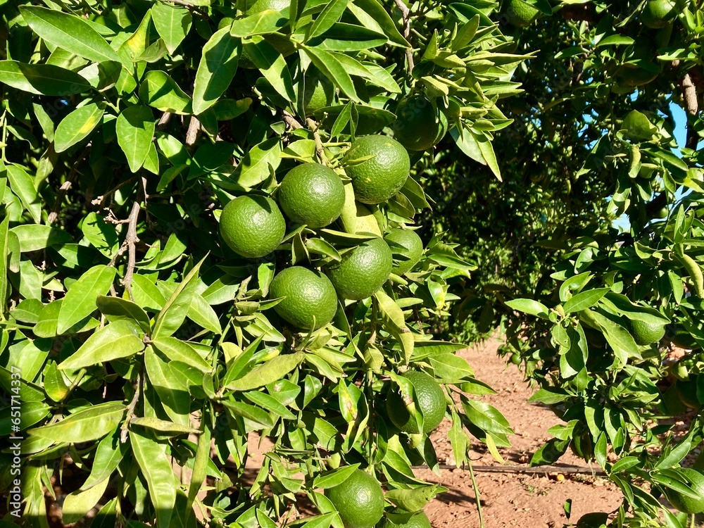 green oranges on a branch in fields near Mascarell, Castellón, Spain