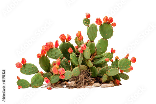 Prickly pear blooming cactus bush, png file of isolated cutout object on transparent background Fototapeta