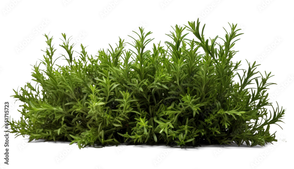 rosemary bush, png file of isolated cutout object with shadow on transparent background. rosemary bush, png file of isolated cutout object with shadow on transparent background.