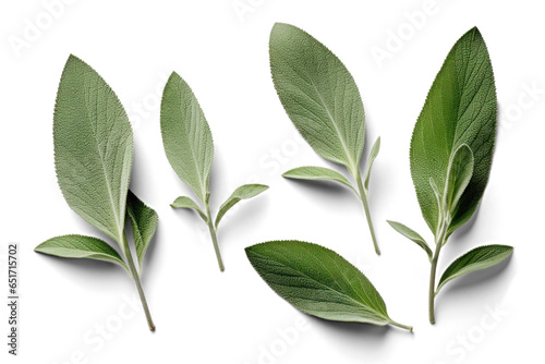 several salvia leaves, png file of isolated cutout object with shadow on transparent background.