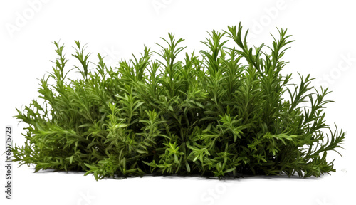 rosemary bush, png file of isolated cutout object with shadow on transparent background.
