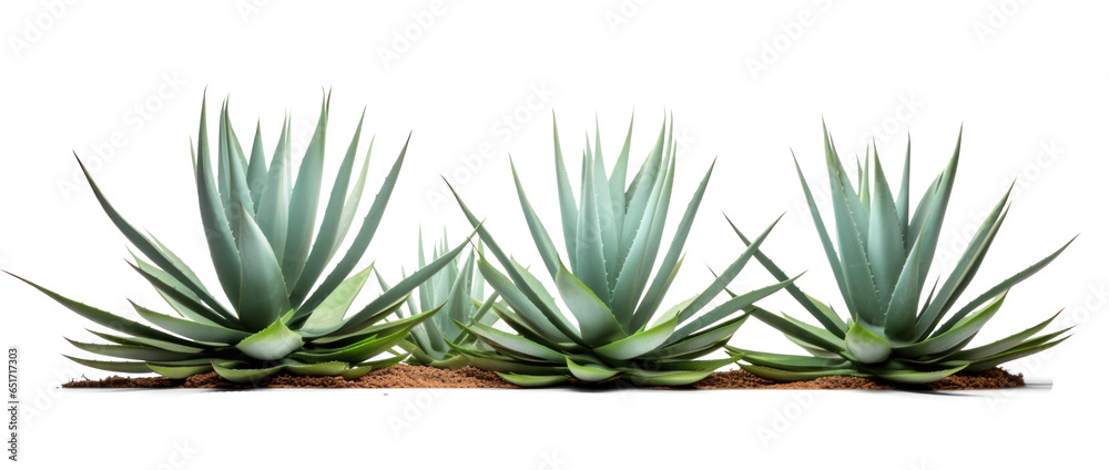 three Agave bushes, png file of isolated cutout object on transparent background.