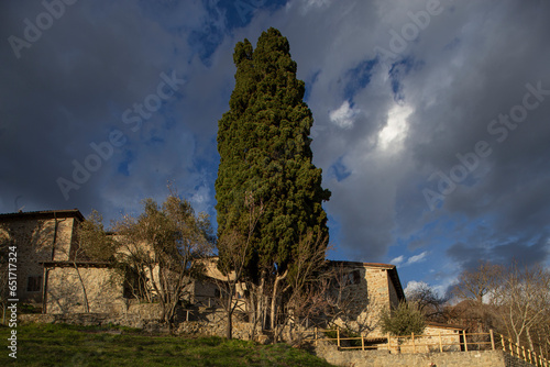 A remarkable 700-year-old monumental tree, a mediterranean cypress (Cupressus sempervirens), hosted in the impressive medieval village of La Scola (Grizzana Morandi - Italy). photo