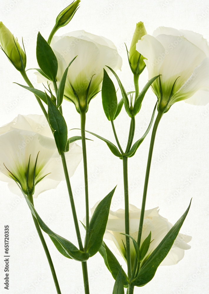 Obraz premium Eustoma flowers growing on a white background