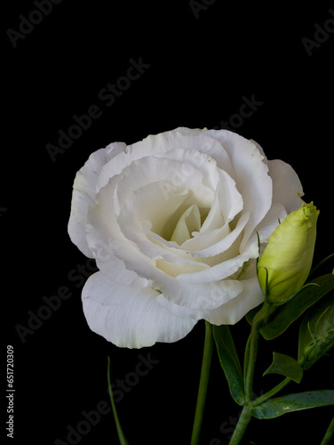 Eustoma exaltatum flowers growing on a black background photo