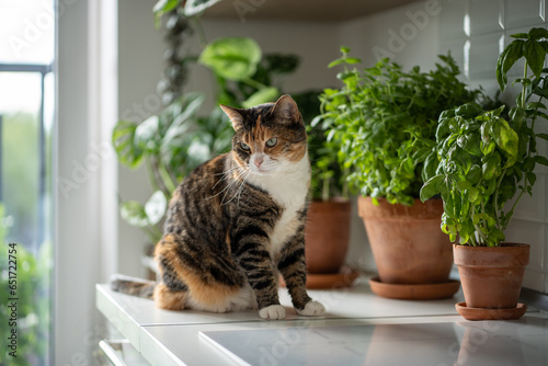 Obraz na plátně Pet and plants at home