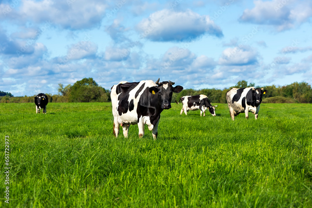 Several black and white cows sitting on a field for grazing on a summer day Several black and white cows sitting on a field for grazing on a summer day