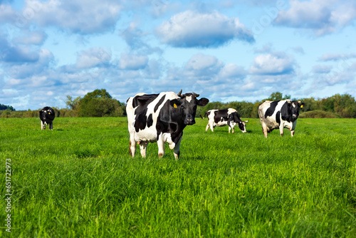 Several black and white cows sitting on a field for grazing on a summer day