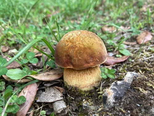 Canvas Print the lurid bolete (Suillellus luridus), formerly Boletus luridus  mushroom in th