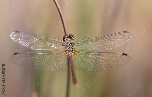 Close-up of a blood-red male darterfly (Sympetrum striolatum) sitting on a dry branch. The hunter is photographed from above